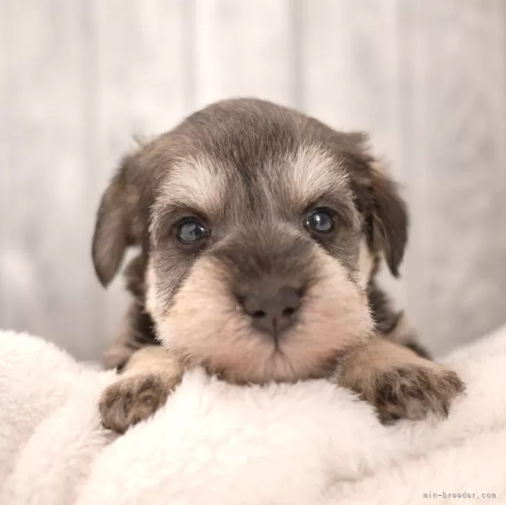 ID：2411-05927の子犬