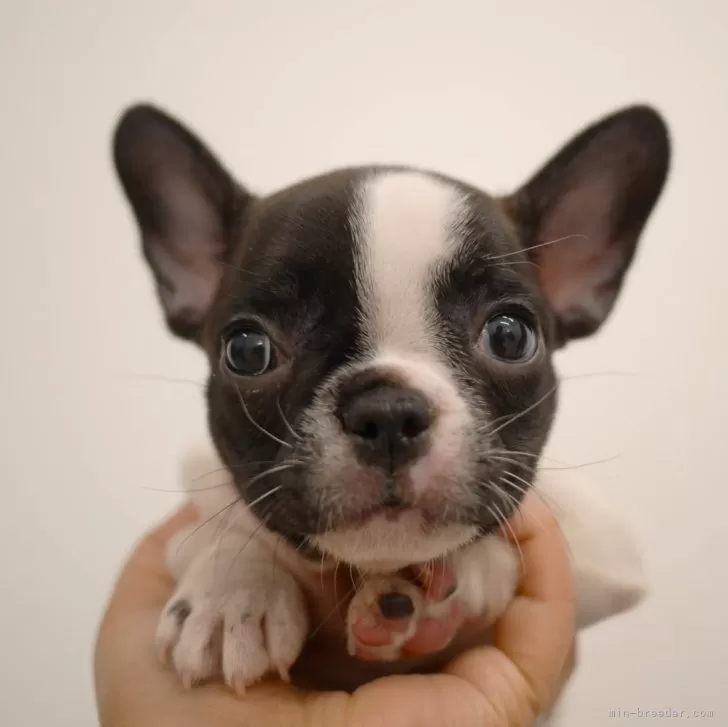 ID：2410-05001の子犬