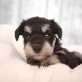 ミニチュアシュナウザー【福岡県・女の子・2025年10月4日・ブラック&シルバー】の写真1