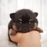 ポメラニアン