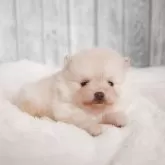 ポメラニアン