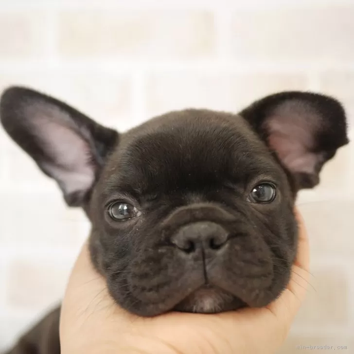 ID:2402-04733の子犬