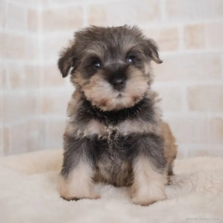 ID:2303-05558の子犬