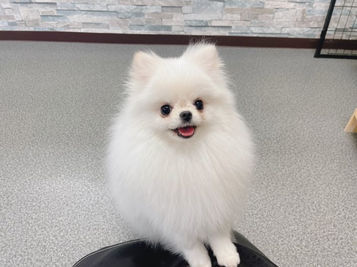 ポメラニアン【・女の子・2023年3月3日・ホワイト】