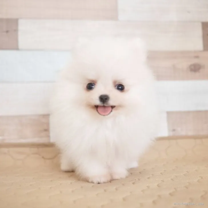 ID:2305-00252の子犬