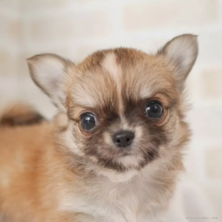 ID：2407-03751の子犬