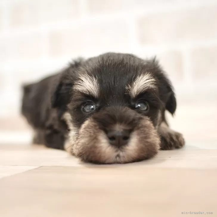 ID:2312-05623の子犬