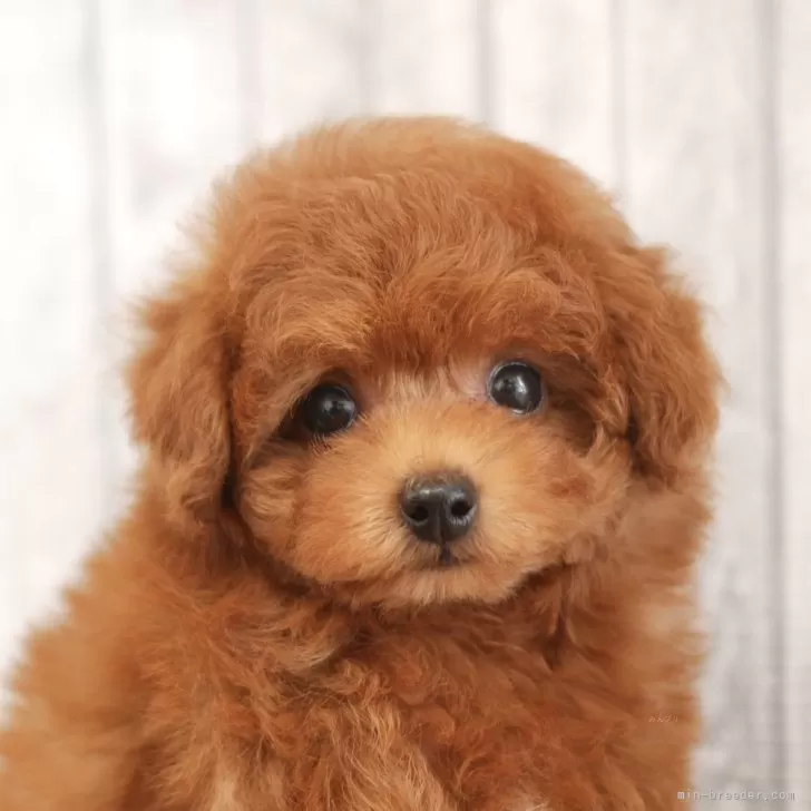 ID:2407-01516の子犬
