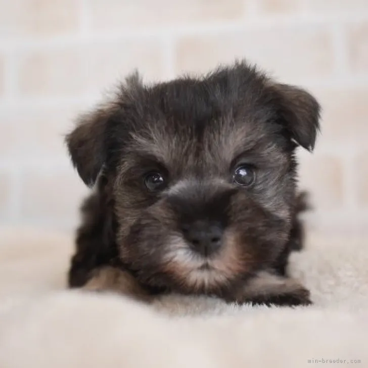 ID:2303-05564の子犬