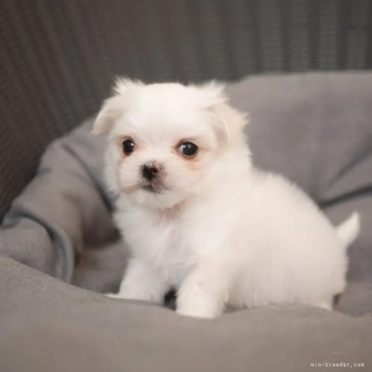ID:2311-02918の子犬