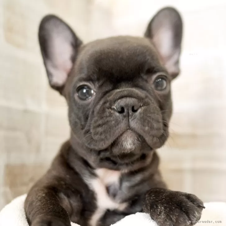 ID：2402-04735の子犬