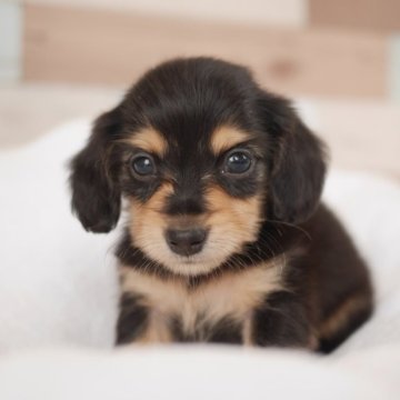 カニンヘンダックスフンド(ロング)【福岡県・男の子・2024年4月18日・ブラック&イエロー】の写真「コッペパンbaby」