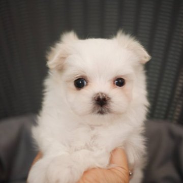 マルチーズ【福岡県・男の子・2023年10月1日・ホワイト】の写真「しらたきBaby」