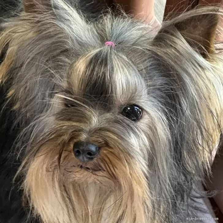 ID：2405-07502の子犬