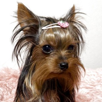 ヨークシャーテリア【福岡県・女の子・2025年3月11日・スティールブルー&タン】の写真「小ちゃな可愛い女の子🩷🩷
愛嬌ありすぎです！」