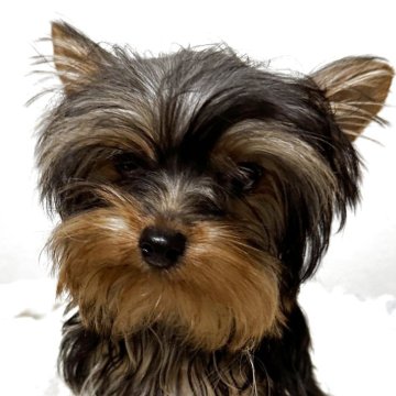 ヨークシャーテリア【福岡県・男の子・2025年1月20日・スティールブルー&タン】の写真「お顔が可愛すぎる
極小お坊ちゃま」