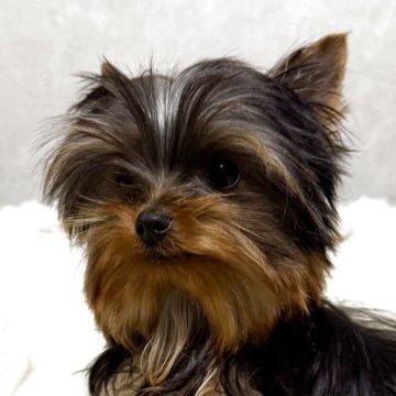 ヨークシャーテリア【福岡県・男の子・2025年6月30日・スティールブルー&タン】の写真「明るい性格の美男子君！」