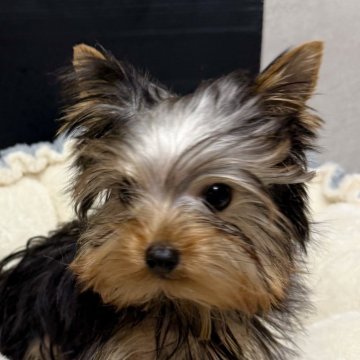 ヨークシャーテリア【福岡県・男の子・2025年6月27日・スティールブルー&タン】の写真「ちっちゃくて可愛い男の子🎶」