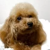ティーカッププードル