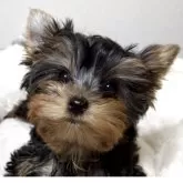 ヨークシャーテリア【福岡県・男の子・2025年9月26日・スティールブルー&タン】の写真4