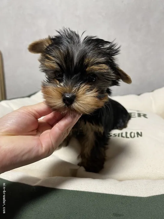 おおつまゆみ 様のお迎えした子犬