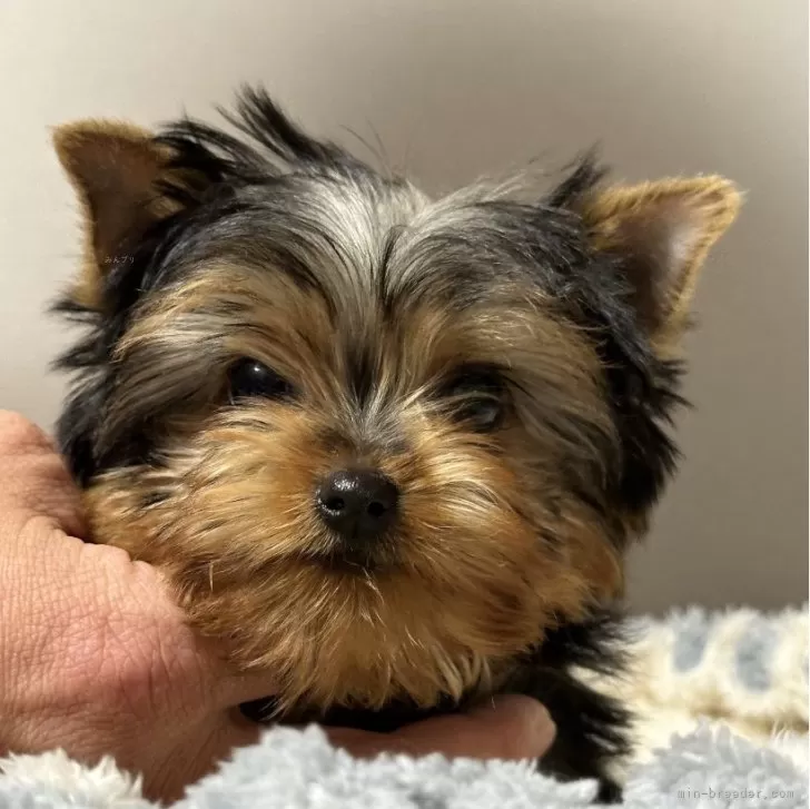 Y.M 様のお迎えした子犬