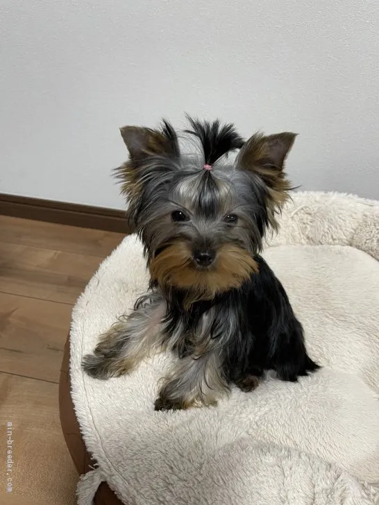 Y 様のお迎えした子犬