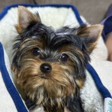 ヨークシャーテリア【福岡県・女の子・2023年1月11日・スティールブルー&タン】の写真「めっちゃ可愛い美人baby🎶」