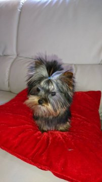 ヨークシャーテリア【福岡県・男の子・2018年10月21日・スチール&ブルータン】の写真「超極小確定ポケットサイズ  3月15日現在800ｇ」