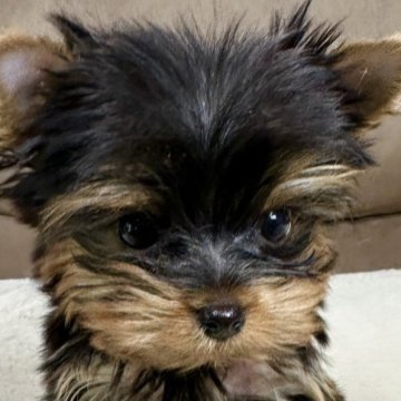 ヨークシャーテリア【福岡県・女の子・2023年5月16日・スティールブルー&タン】の写真「極小の超可愛い美人さん🎶」