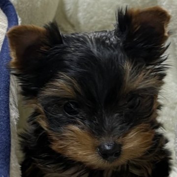 ヨークシャーテリア【福岡県・男の子・2023年1月16日・スティールブルー&タン】の写真「かっこいい顔のベビーBOY💕」