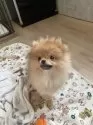 ポメラニアン【宮城県・女の子・2025年7月26日・クリームセーブル】の写真3