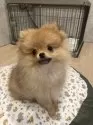 ポメラニアン【宮城県・女の子・2025年7月26日・クリームセーブル】の写真9