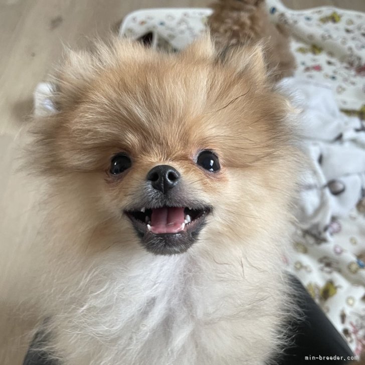 ブリーダー画像