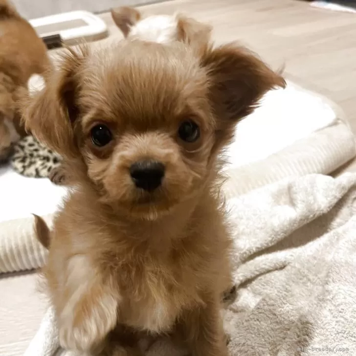 ID:2505-00257の子犬