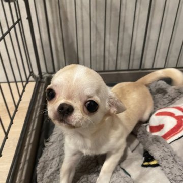 チワワ(スムース)【宮城県・女の子・2025年4月16日・クリーム】の写真「おっとりした女の仔」