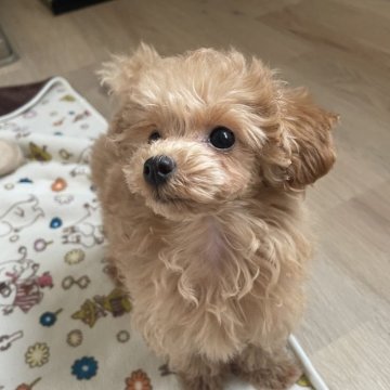 タイニープードル【宮城県・男の子・2025年8月16日・レッド】の写真「かわいいなー　男の仔」