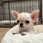 チワワ(スムース)