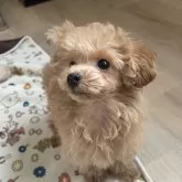 タイニープードル