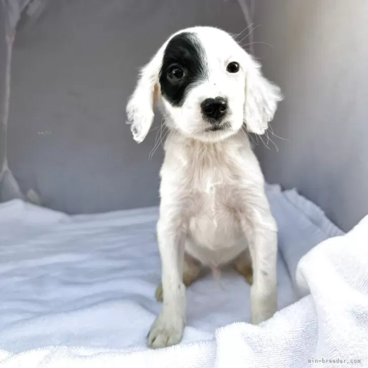 ID:2503-03380の子犬