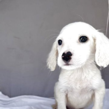 イングリッシュセッター【熊本県・男の子・2025年2月13日・白オレンジ】の写真「優しいし性格
成犬で17キロ小さな子」