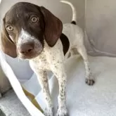 イングリッシュポインター
