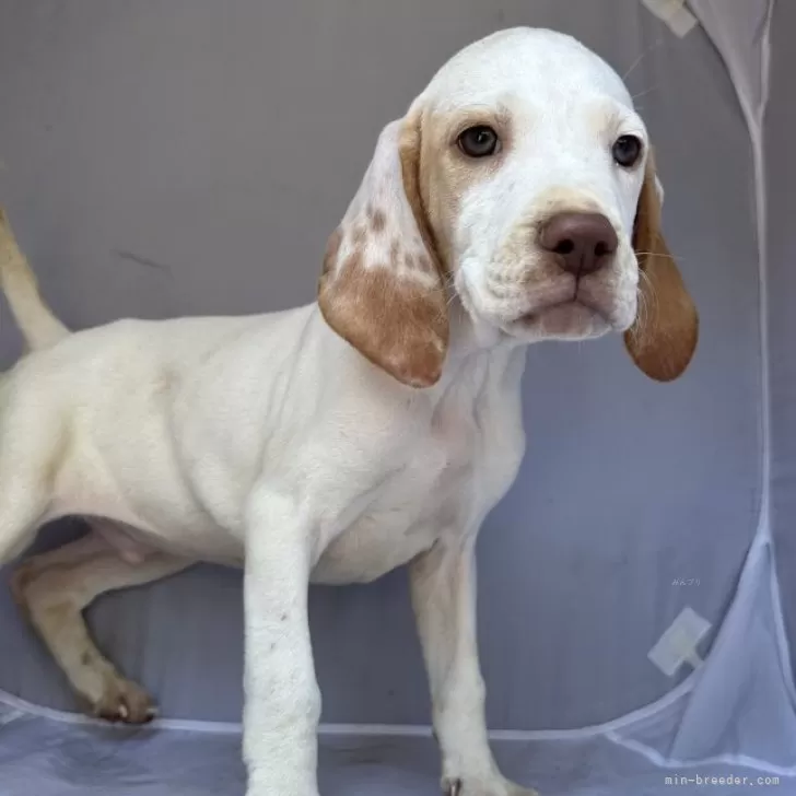 ID：2404-06356の子犬