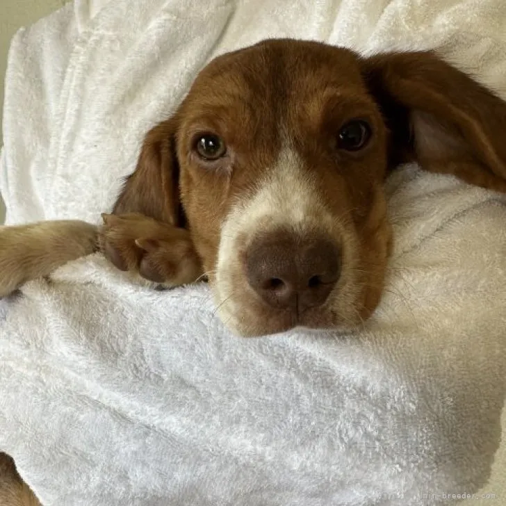 ID:2307-02017の子犬