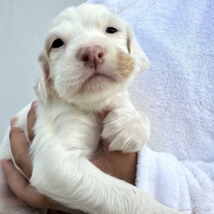 ID:2404-02433の子犬