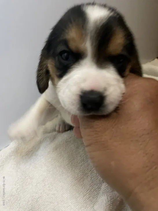 S.S 様のお迎えした子犬