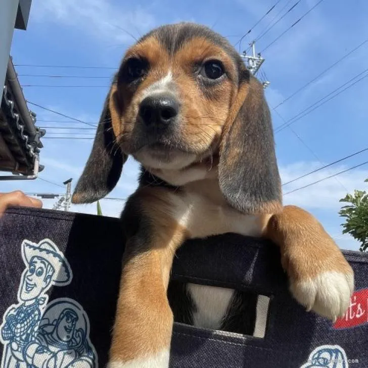 M.N 様のお迎えした子犬