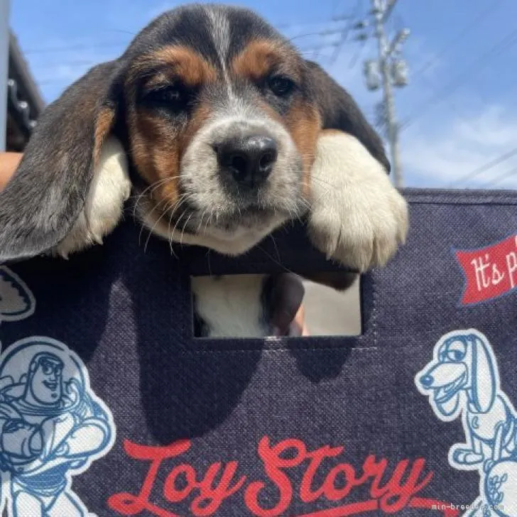 やしろ犬 様のお迎えした子犬