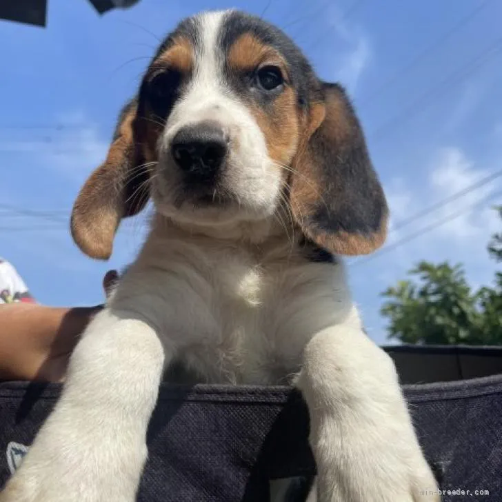 AJ 様のお迎えした子犬