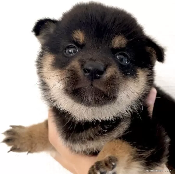 ID:2506-08145の子犬